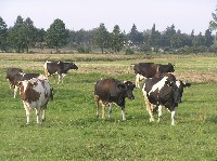 Bydło mleczne