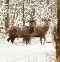 Jelenie zimą w lesie