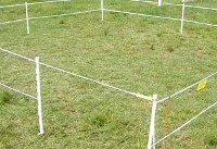 Pastuch